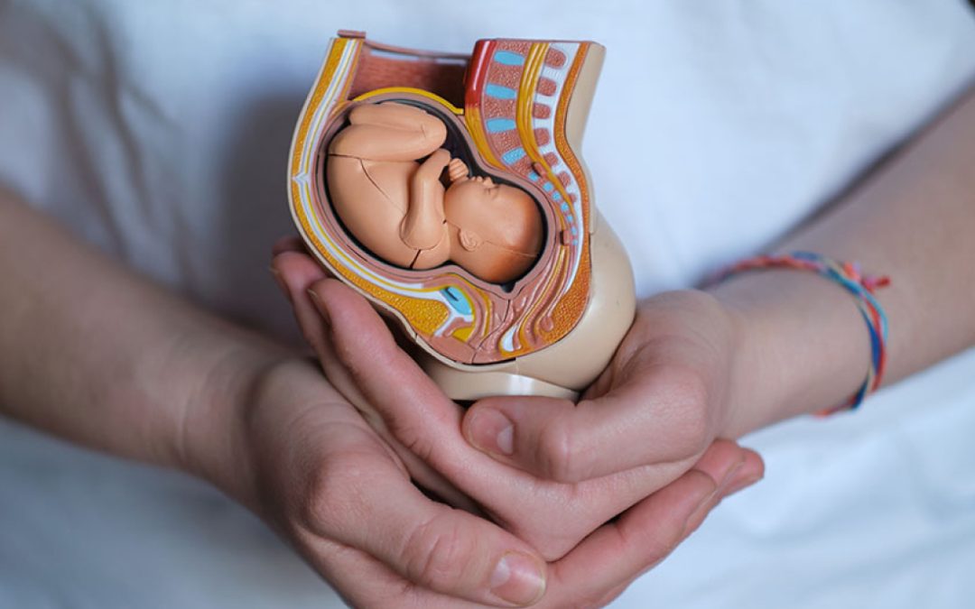 Taller: Las huellas de la gestación y el nacimiento en los resultados de tu vida